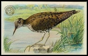 13 Sandpiper